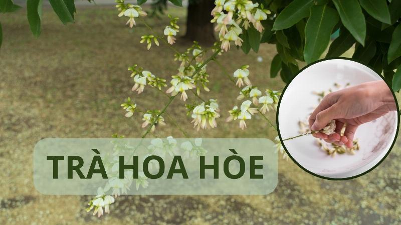 Các cách sử dụng hoa hòe: pha trà, nấu canh, làm thuốc