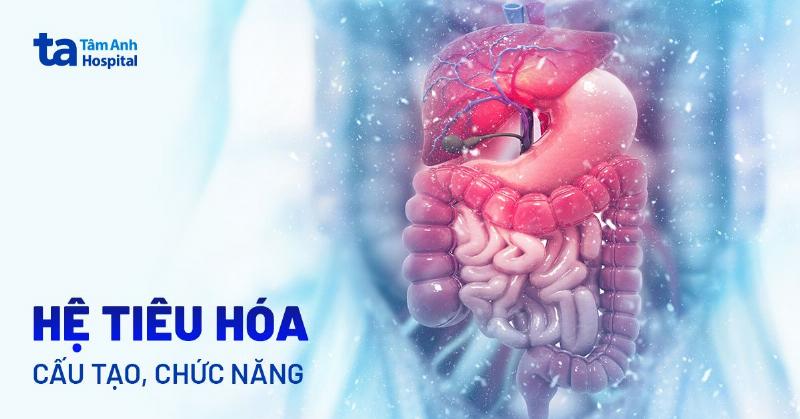 Cấu tạo ruột non hỗ trợ hấp thụ dinh dưỡng