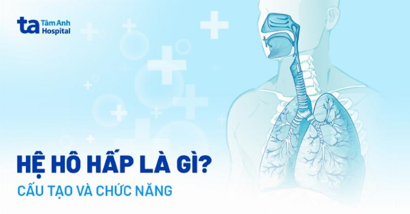 Phế nang và quá trình trao đổi khí