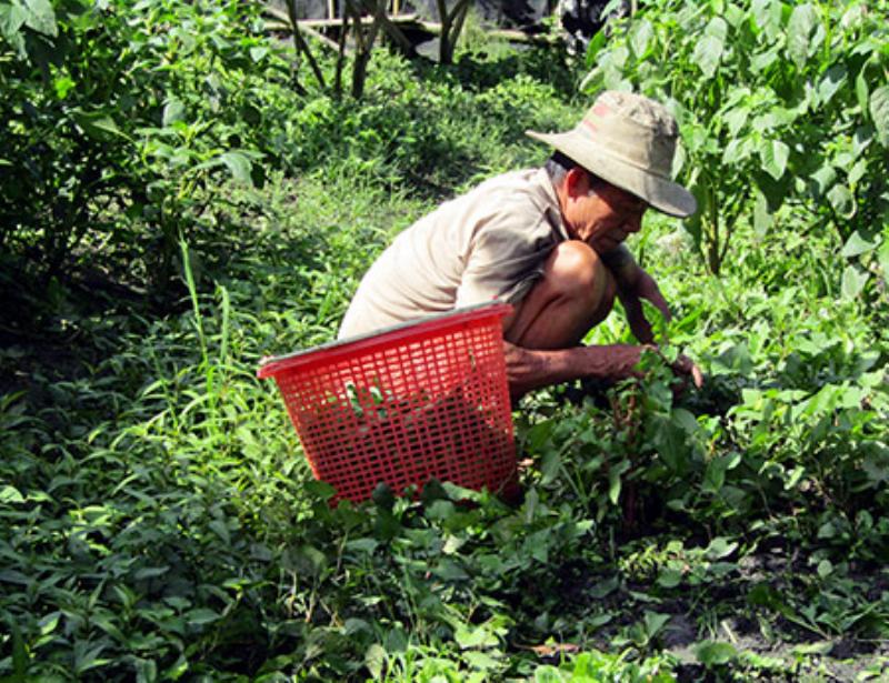 Rau càng cua được trồng trong vườn nhà