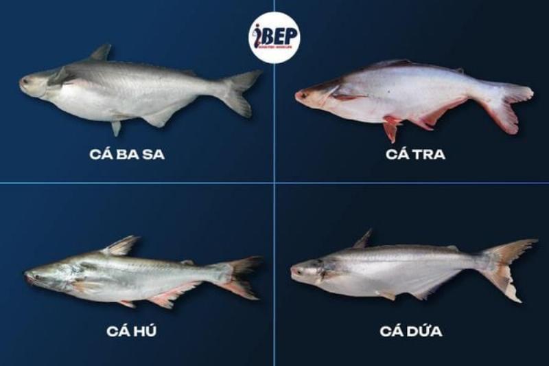 So sánh lượng calo giữa cá basa chiên và cá hồi chiên