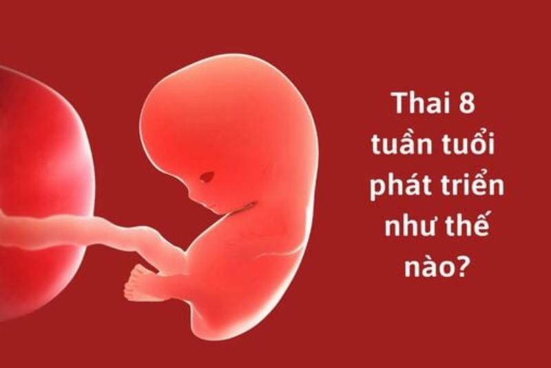 Bầu nghén tuần thứ 6-8