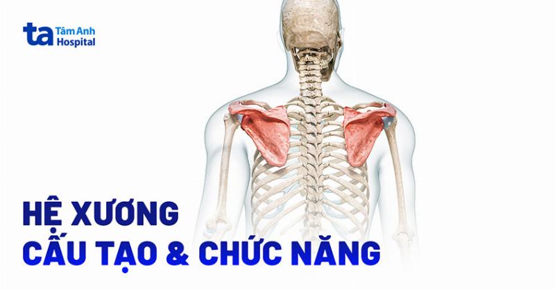 Phân loại các loại xương trong cơ thể người: xương dài, xương ngắn, xương dẹt, xương không đều