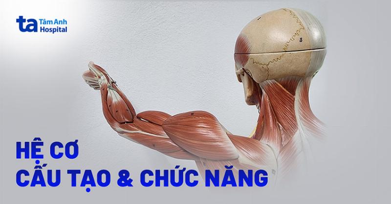 Cấu tạo hệ nội cơ xương khớp