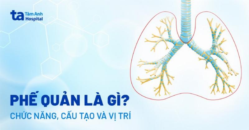 Cấu tạo phế quản và phổi