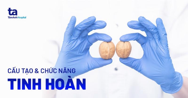 Kích thước tinh hoàn bình thường như thế nào?