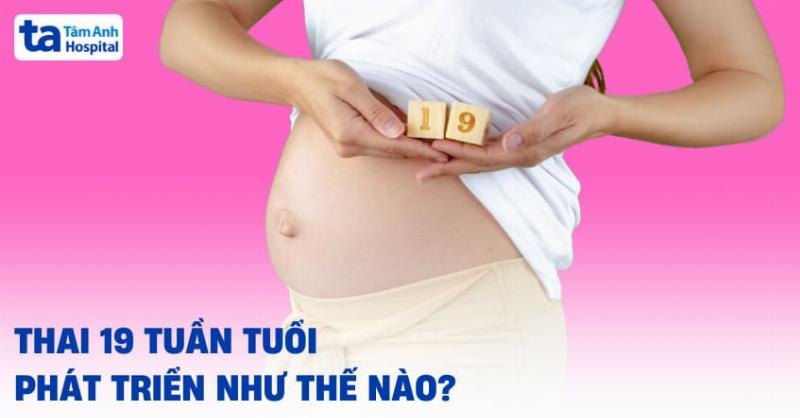 Hình Ảnh Thai Nhi 19 Tuần Trong Bụng Mẹ: Điều Kỳ Diệu Đang Diễn Ra