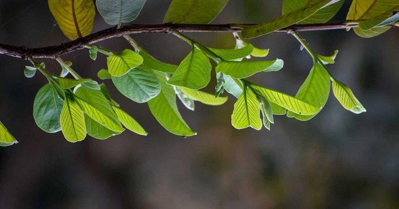 Nước Lá Ổi Có Tác Dụng Gì? Khám Phá Lợi Ích Tuyệt Vời Cho Sức Khỏe