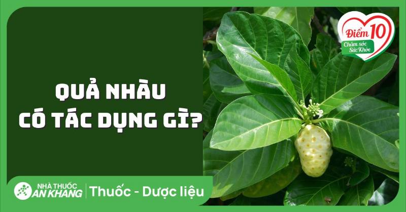 Quả nhàu và tác dụng sức khỏe