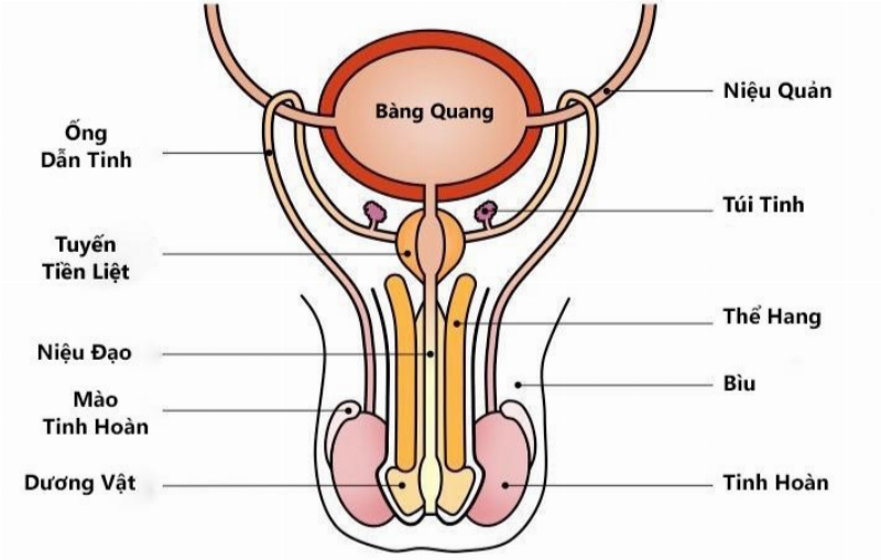 Cách Nhận Biết Yếu Sinh Lý