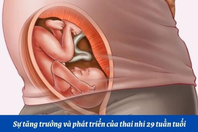 Hình ảnh thai nhi 29 tuần phát triển mạnh mẽ