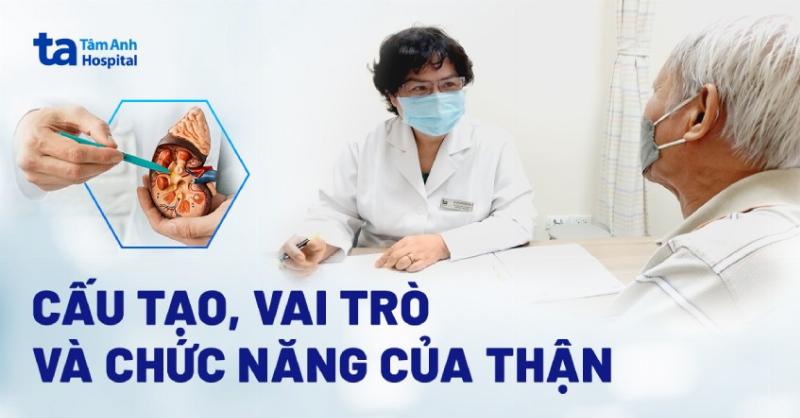 Thận Nằm Ở Đâu Trên Cơ Thể?