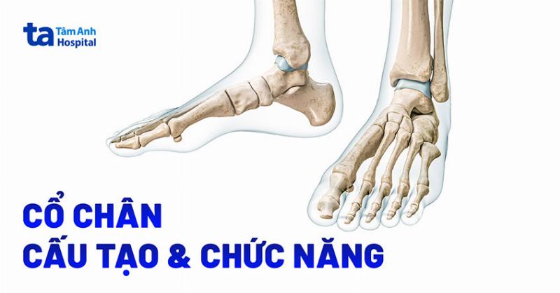 Hình ảnh Xương Chày và Xương Mác trong Giải Phẫu Xương Cổ Chân