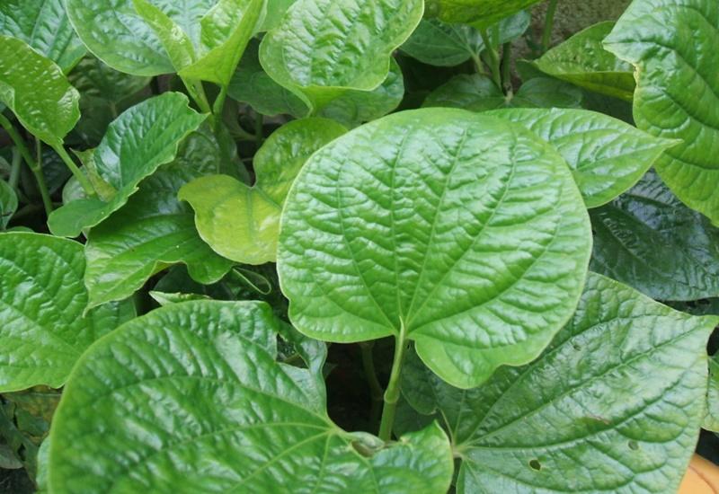Bà Bầu Được Ăn Lá Lốt Không? Lợi Ích, Tác Hại và Lưu Ý Khi Sử Dụng, Mẹo Ăn Lá Lốt An Toàn Cho Mẹ Bầu