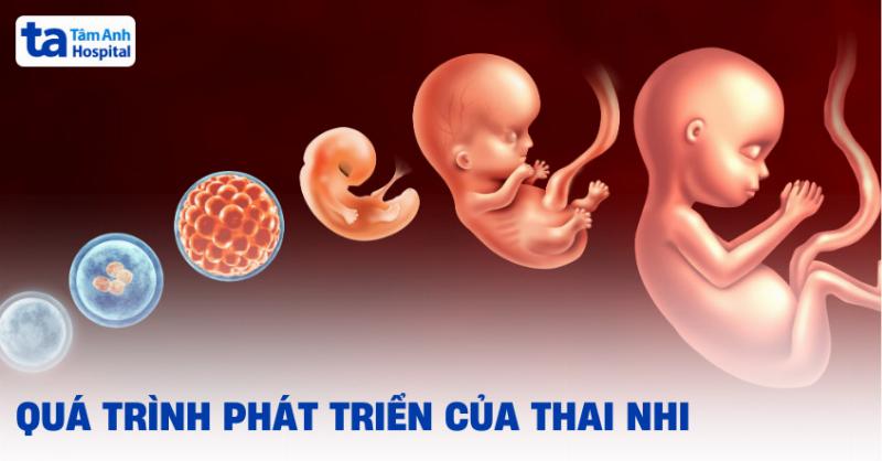 Các giai đoạn thai kỳ