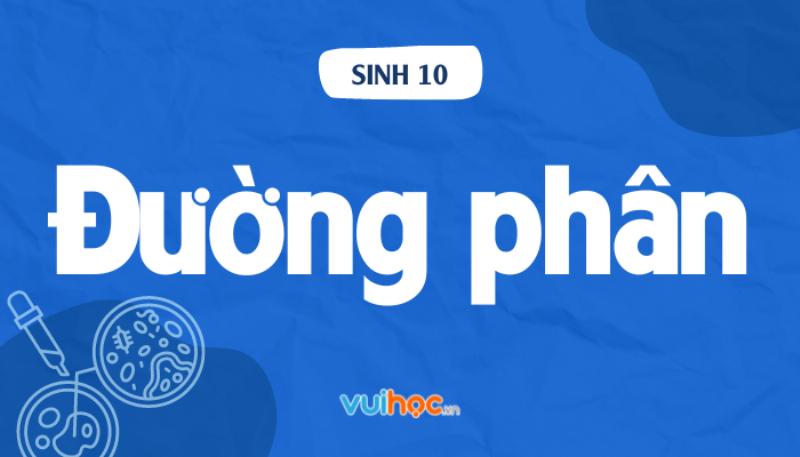 Đường phân: Giai đoạn đầu tiên của hô hấp tế bào