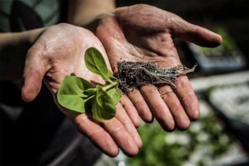 Giảm thiểu hô hấp sáng trong nông nghiệp