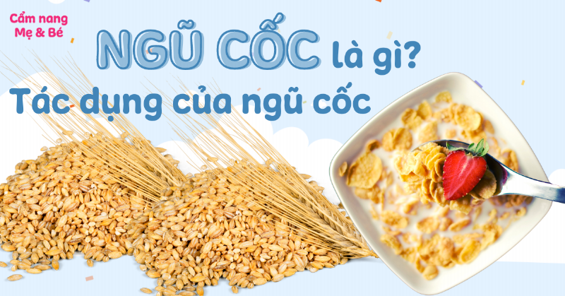 Lợi Ích Của Ngũ Cốc Dinh Dưỡng