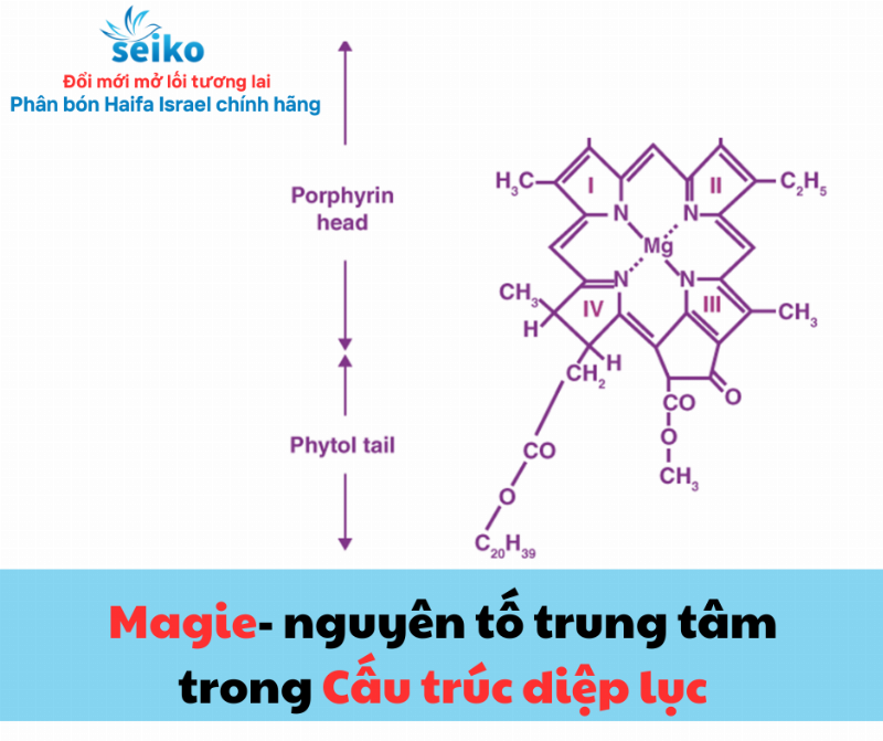 Trong Cơ Thể Thực Vật Nguyên Tố Dinh Dưỡng Khoáng Thiết Yếu Nào Là Thành Phần Của Diệp Lục, Vai Trò Của Magie, Tầm Quan Trọng Của Diệp Lục, Thiếu Magie Ảnh Hưởng Thế Nào, Bổ Sung Magie Cho Cây Như Thế Nào