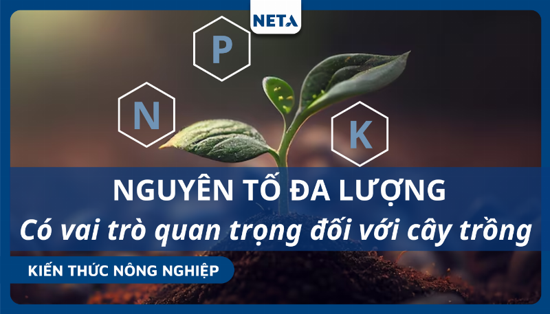Ở Thực Vật Nguyên Tố Dinh Dưỡng Khoáng Thiết Yếu Nào Sau Đây Là Nguyên Tố Đại Lượng?