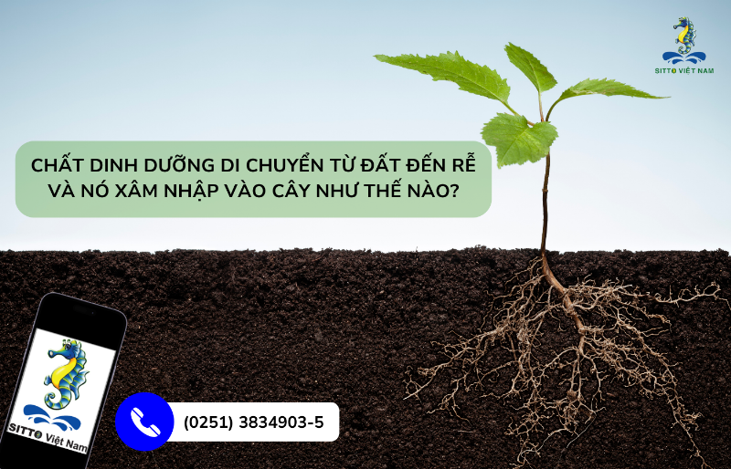 Độ Dinh Dưỡng Của Phân Đạm Là Gì?