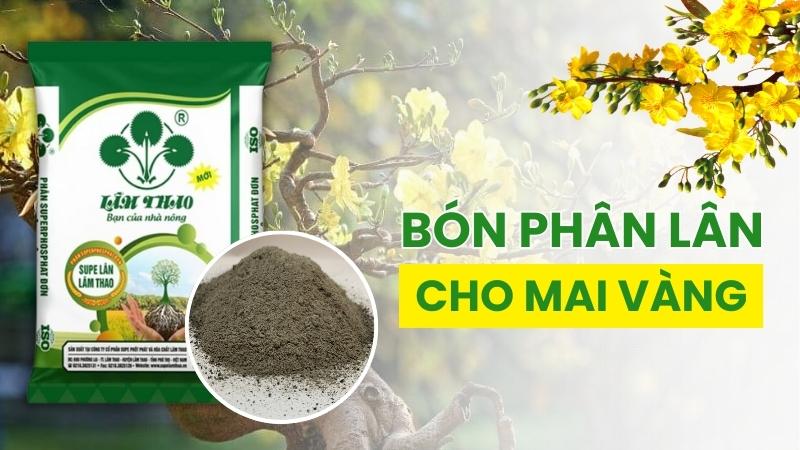 Phân lân giúp phát triển rễ cây