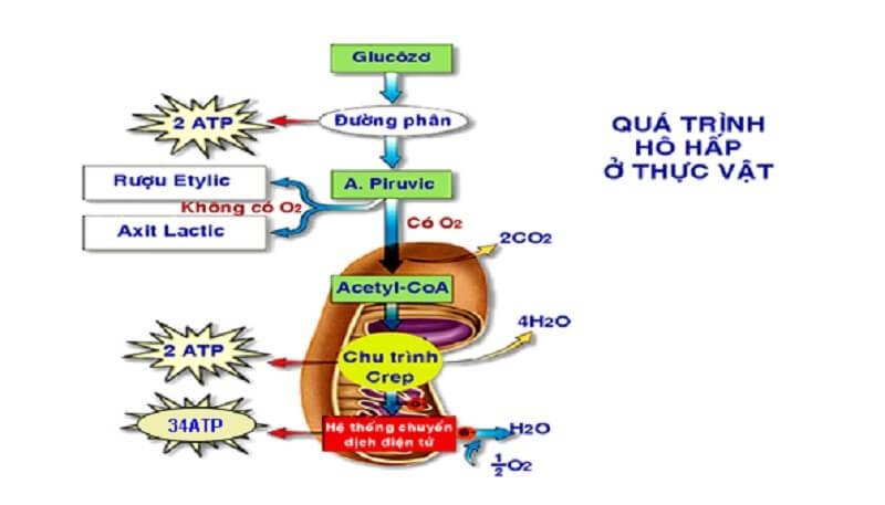 Quá trình hô hấp hiếu khí: Các giai đoạn