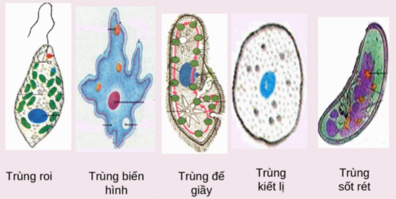 Trùng Biến Hình Săn Mồi