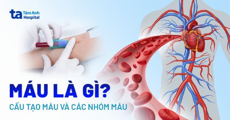 Vận Chuyển Khí Trong Máu: Oxy và Carbon Dioxide