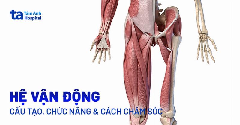 Xương Khớp Bảo Vệ Cơ Quan Nội Tạng