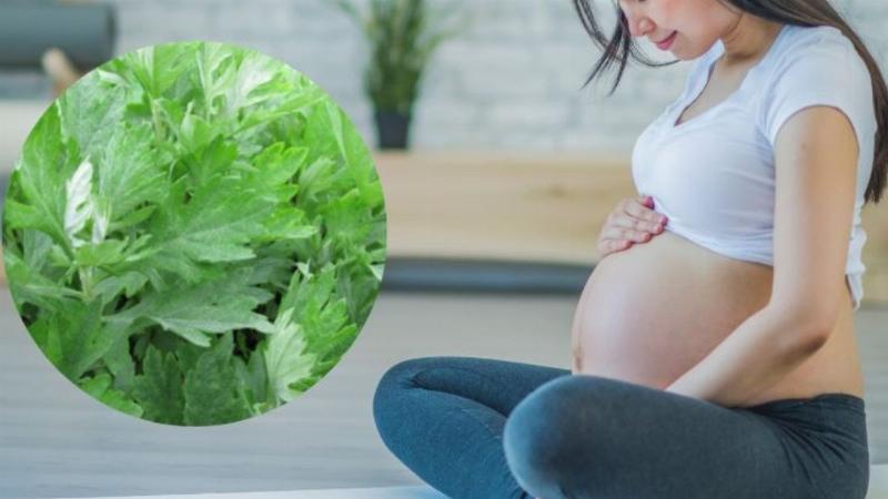 Bà Bầu Ăn Ngải Cứu Được Không? Lợi Ích, Tác Hại Và Lưu Ý Quan Trọng Cho Mẹ Bầu