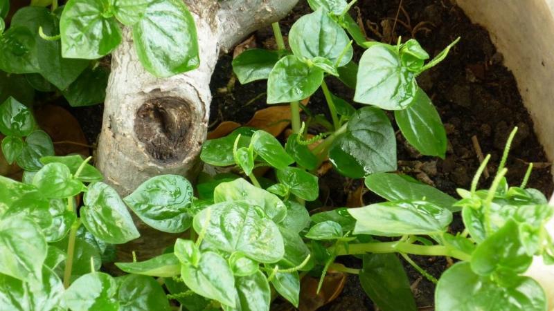 Bà bầu ăn rau càng cua an toàn