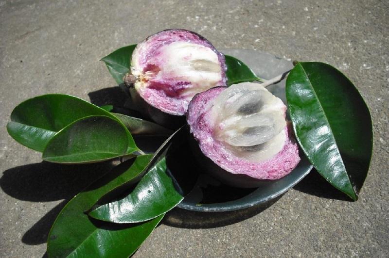 Bà Bầu Ăn Vú Sữa Được Không, Lợi Ích và Lưu Ý, Bí Quyết Ăn Vú Sữa An Toàn Cho Mẹ Bầu