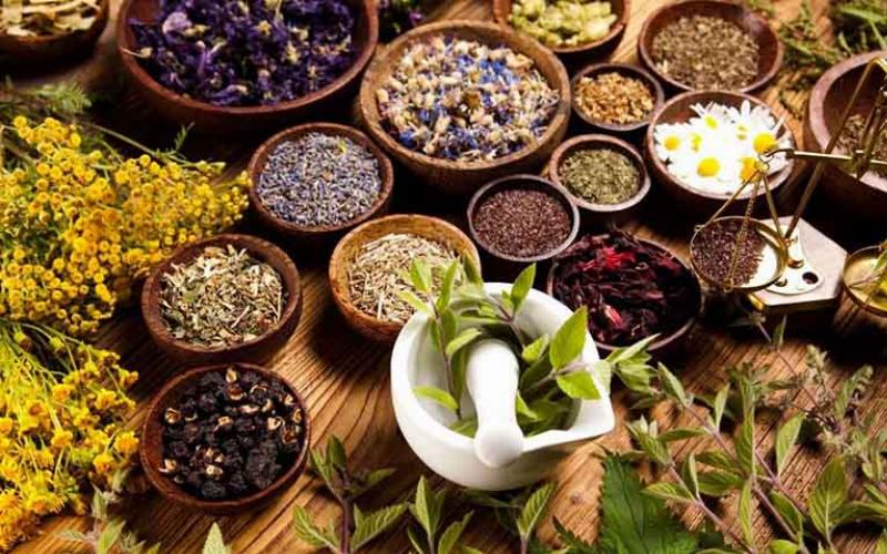Những Cây Thuốc Nam Chữa Bệnh Đau Nhức Xương Khớp, Các Loại Cây, Bài Thuốc, Lưu Ý Sử Dụng