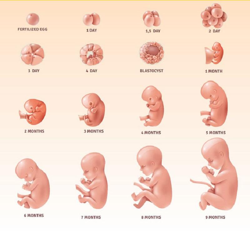 Cân Nặng Theo Tuổi Thai: Biểu Đồ, Yếu Tố Ảnh Hưởng, Lời Khuyên Dinh Dưỡng
