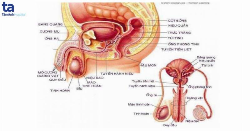Cấu tạo bên ngoài cơ quan sinh dục nam