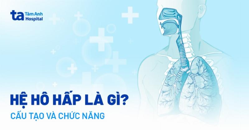 Cấu Tạo Hệ Hô Hấp
