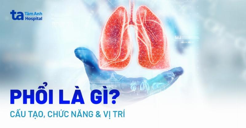Cấu tạo phổi và phế nang