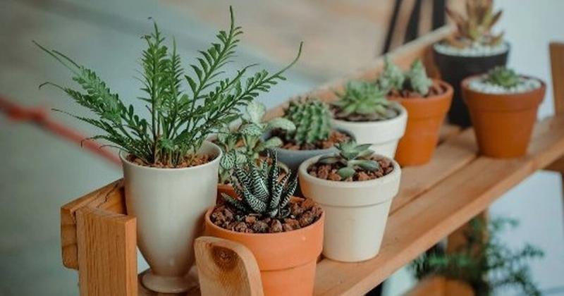 Cây xanh hô hấp trong bóng tối
