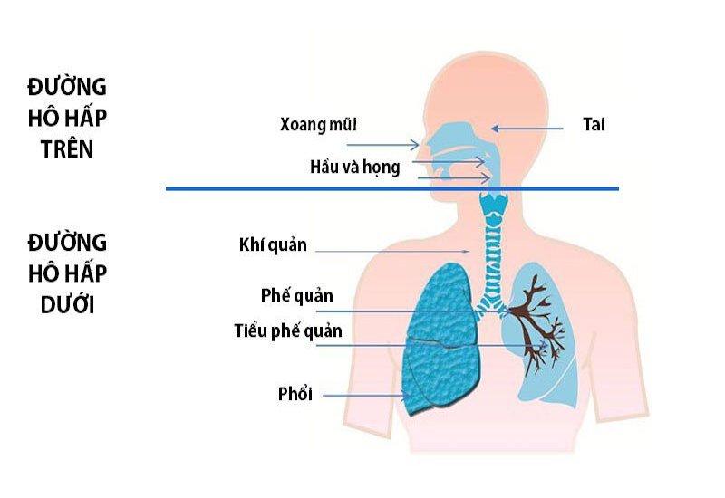 Cấu tạo đường hô hấp dưới