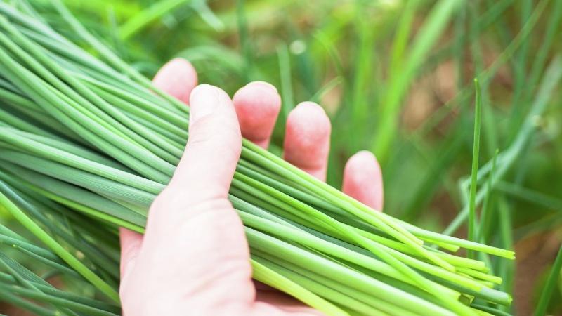 Ăn Hẹ Mỗi Ngày, Có Tốt Không? Lợi Ích, Tác Hại Và Cách Sử Dụng Hẹ Hiệu Quả