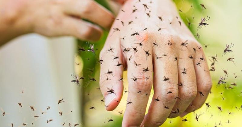 Các biện pháp phòng chống muỗi đốt