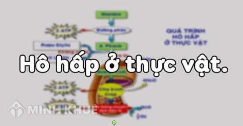 Quá trình hô hấp thực vật