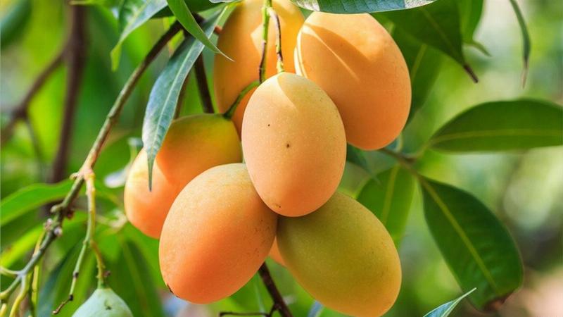 Thành Phần Dinh Dưỡng Của Xoài, Lợi Ích, Tác Hại Và Cách Dùng