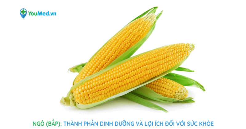 Thành Phần Dinh Dưỡng Trong 100g Ngô, Lợi Ích Sức Khỏe, Mẹo Sử Dụng Ngô Hiệu Quả