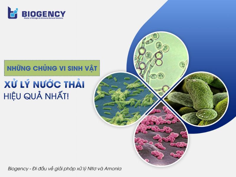 Ứng dụng vi khuẩn trong xử lý nước thải