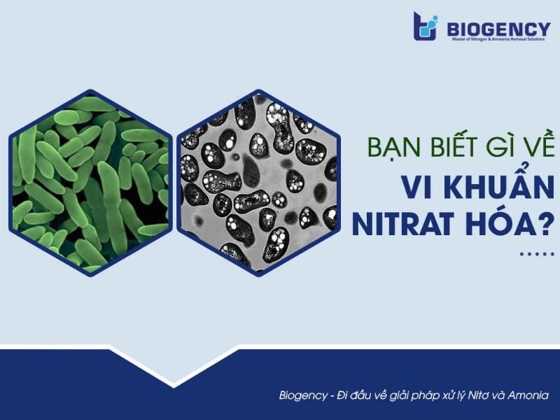 Các Vi Khuẩn Nitrat Hóa, Vi Khuẩn Oxi Hóa Lưu Huỳnh có Kiểu Dinh Dưỡng là gì?, Cơ Chế Hoạt Động, Vai Trò trong Tự Nhiên và Ứng Dụng