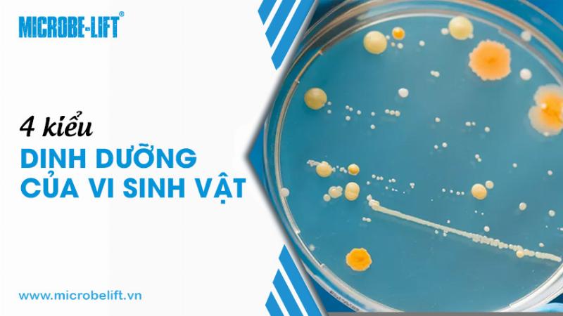 Vi khuẩn oxi hóa lưu huỳnh chuyển hóa năng lượng