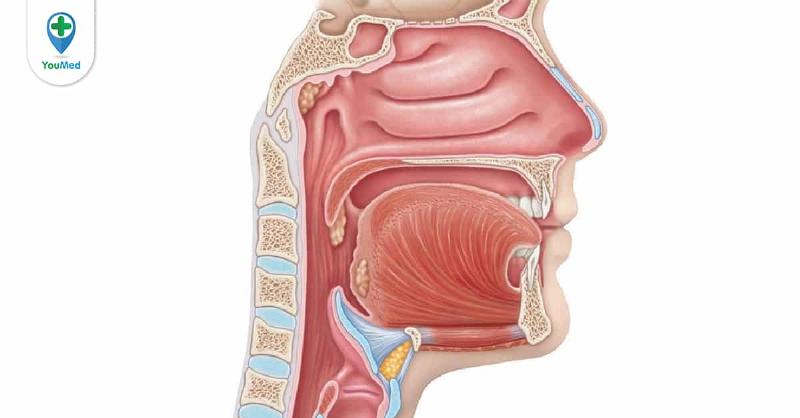 Cấu tạo đường hô hấp trên