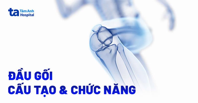 Cấu tạo chi tiết khớp gối bao gồm xương, sụn, dây chằng và gân